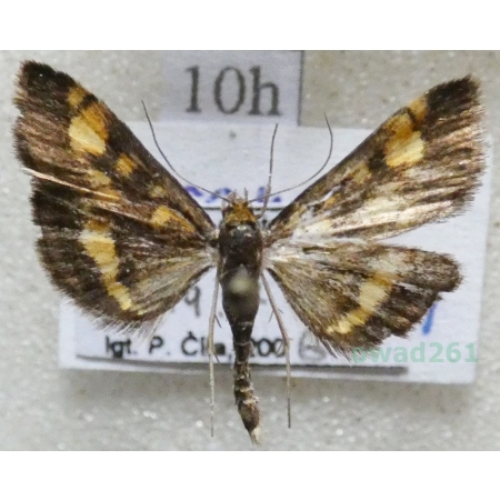 Pyrausta aurata (Scopoli, 1763) Omacnica złotowianka Czech10h